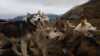 Photo of a group huskies